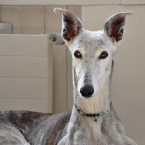 Alternative view of Heilsteinkette für Hunde